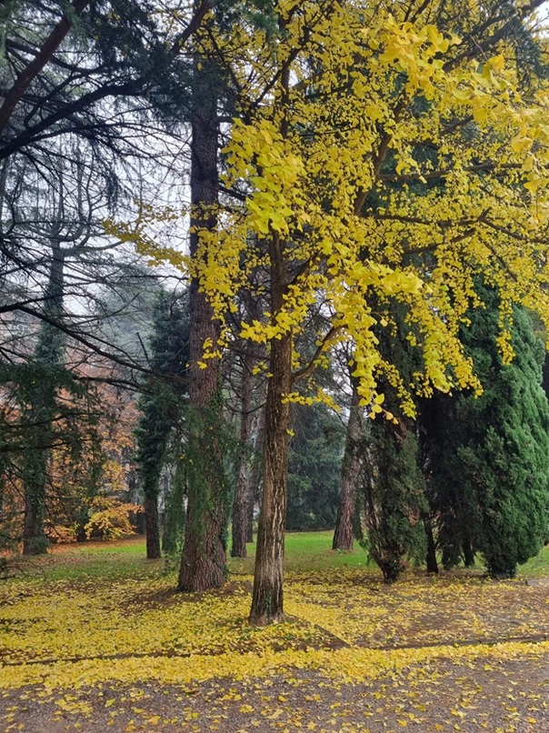 Erba_parco_via_Volta_alberi_1