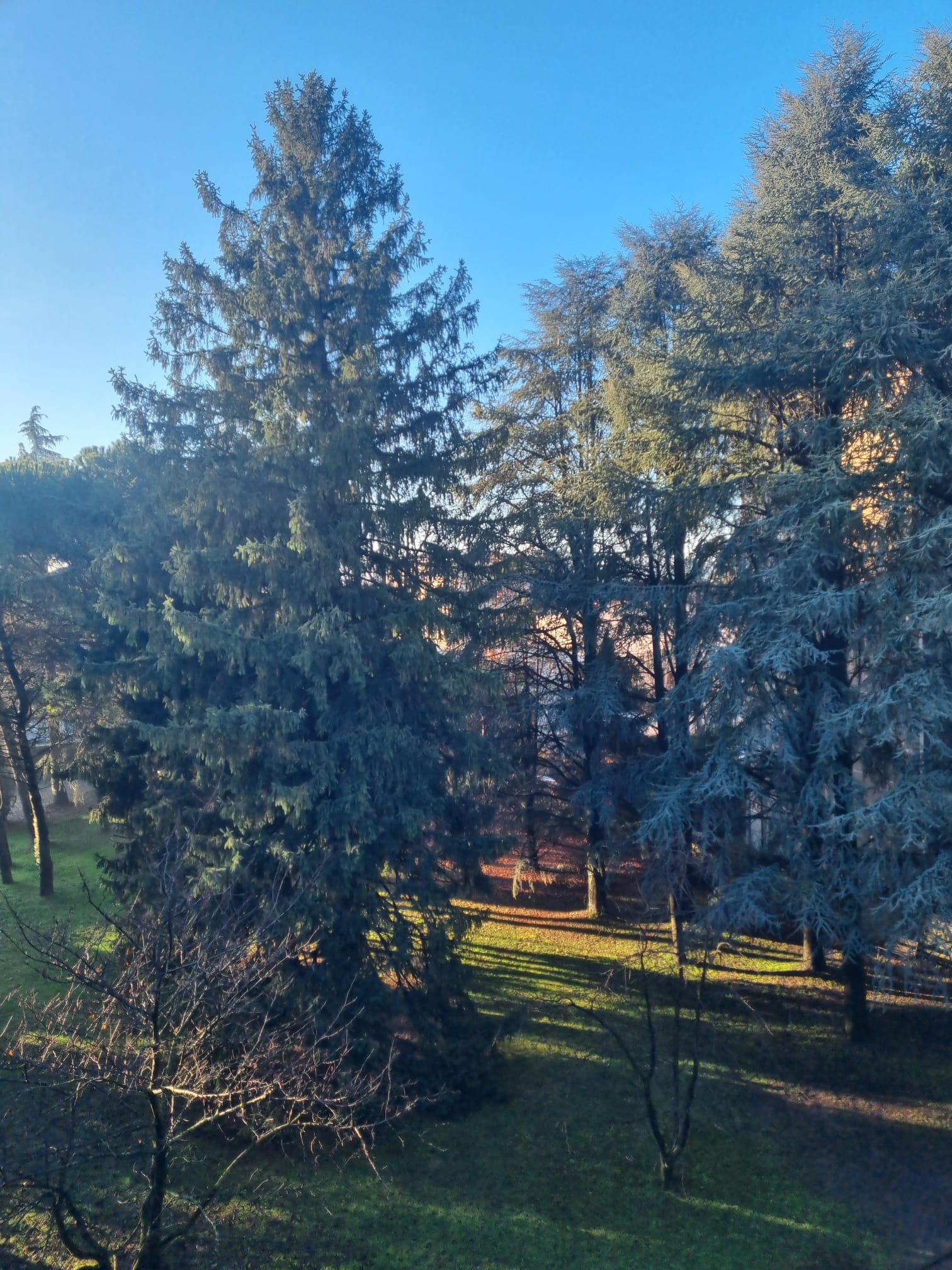 Erba_parco_via_Volta_alberi_2