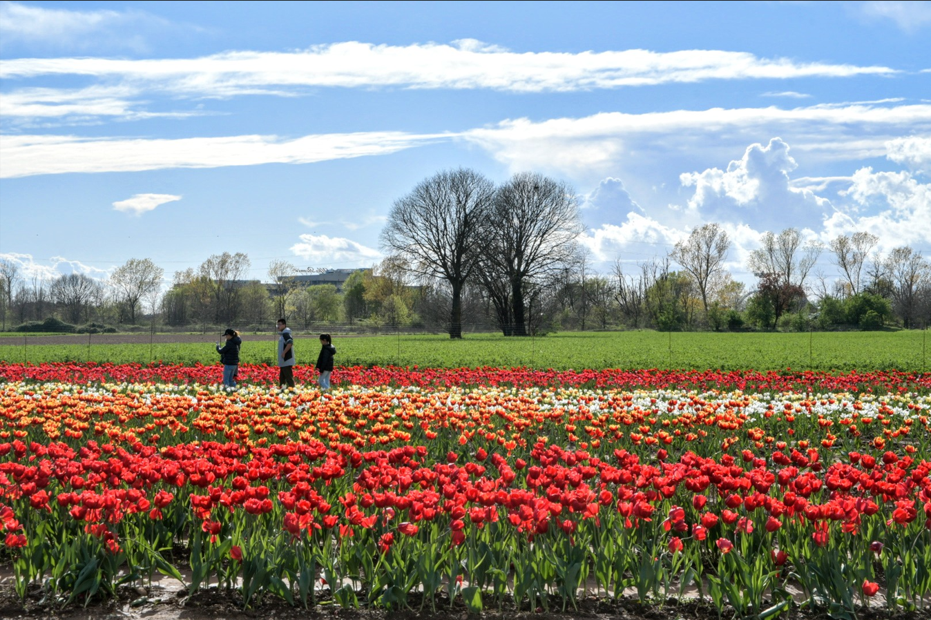 tulipani-italiani.it
