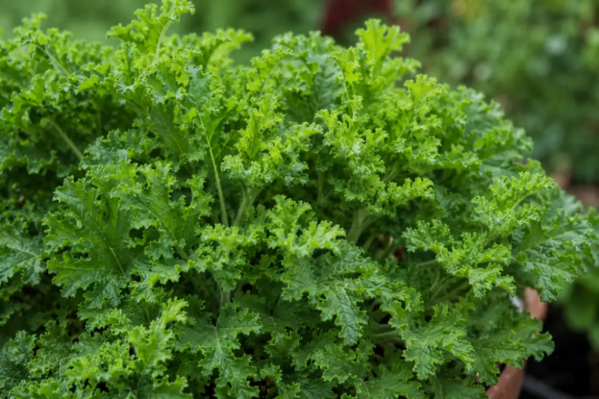 piante aromatiche contro zanzare