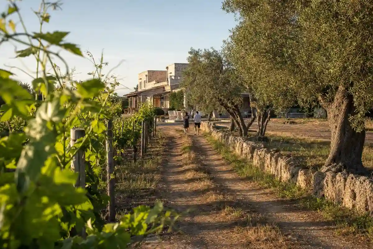 Sentiero sterrato tra vigneti e ulivi con due ospiti che camminano verso una masseria in pietra al tramonto