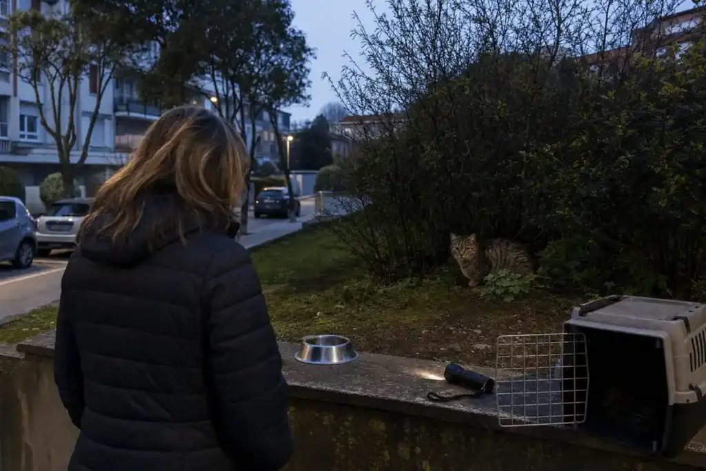 Donna di spalle vicino a ciotola e trasportino aperto; un gatto si nasconde tra i cespugli al crepuscolo