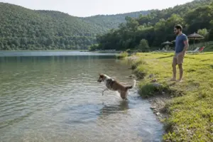 Cane che entra in acqua in un lago tranquillo, con il proprietario sulla riva erbosa e colline verdi sullo sfondo