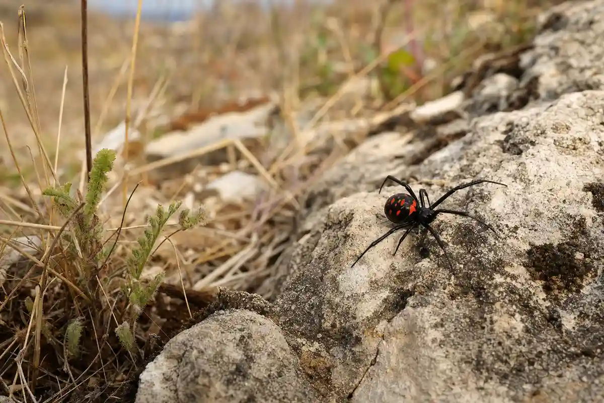 Ragno nero con macchie rosso-arancio sull’addome su una roccia tra erba secca e pietre