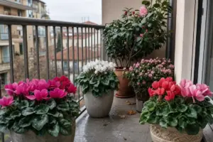 Balcone invernale con vasi di ciclamini rosa e rossi, azalea e camelia in fiore su pavimento bagnato