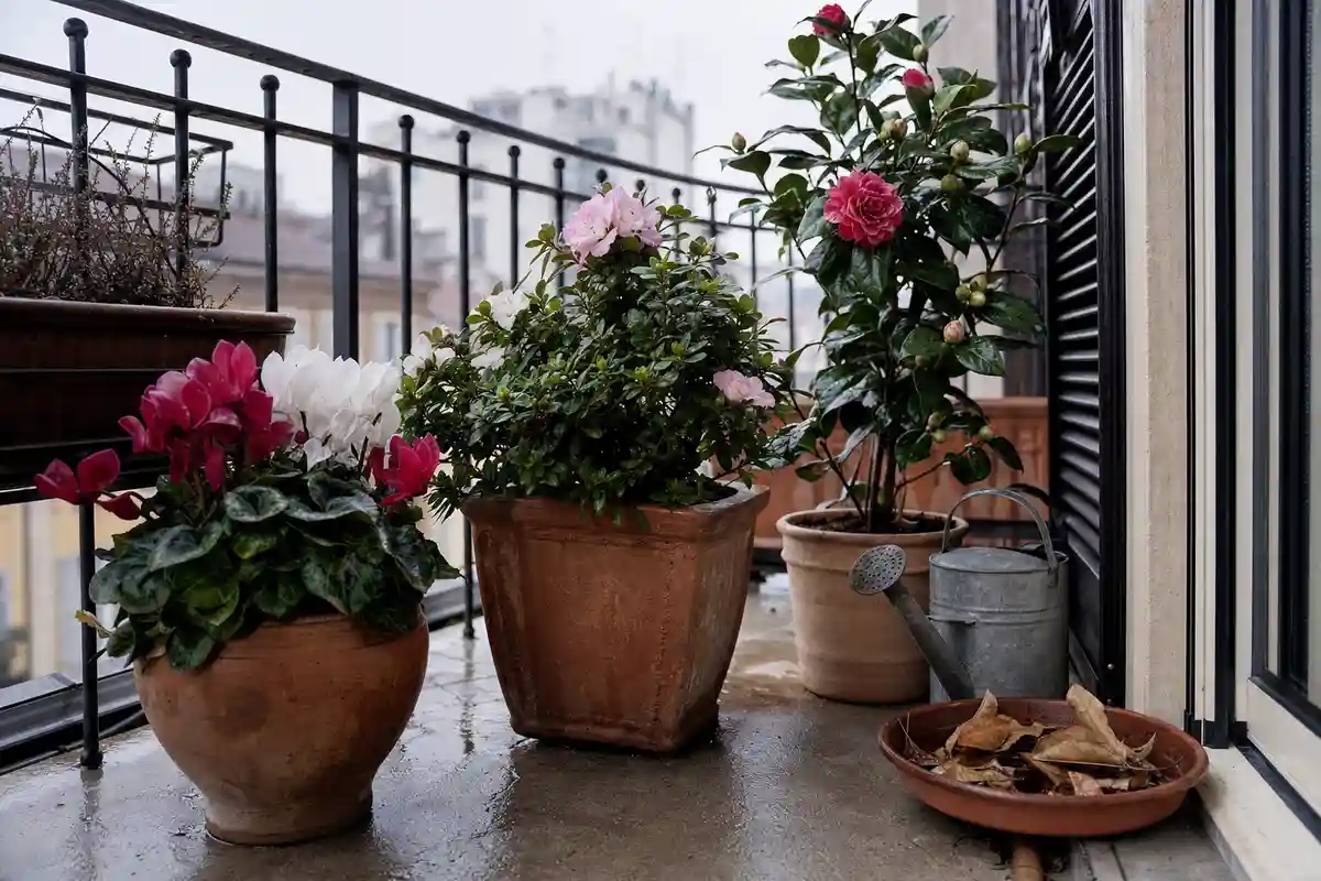 Vasi con ciclamino, azalea e camelia su un balcone invernale, con annaffiatoio e pavimento bagnato