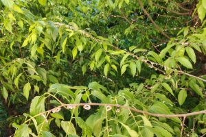 Japonica - via Leoni