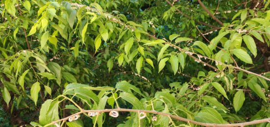 Japonica - via Leoni