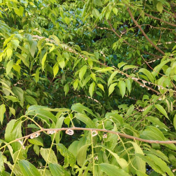 Japonica - via Leoni