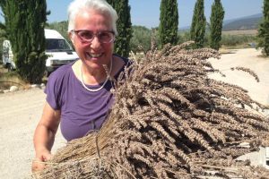 Pia Pullici