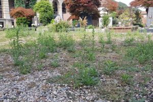 Cimitero 15