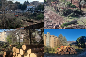 Alberi-Abbattuti-Erba-Ilaria-Alpi-Combo