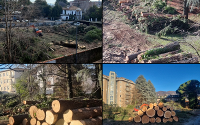 Alberi-Abbattuti-Erba-Ilaria-Alpi-Combo