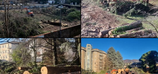 Alberi-Abbattuti-Erba-Ilaria-Alpi-Combo