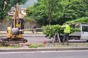 Alberi-Viale-Varese