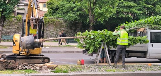 Alberi-Viale-Varese