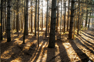 Bosco-Boschi-Parco-Pineta