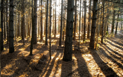 Bosco-Boschi-Parco-Pineta