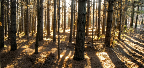 Bosco-Boschi-Parco-Pineta