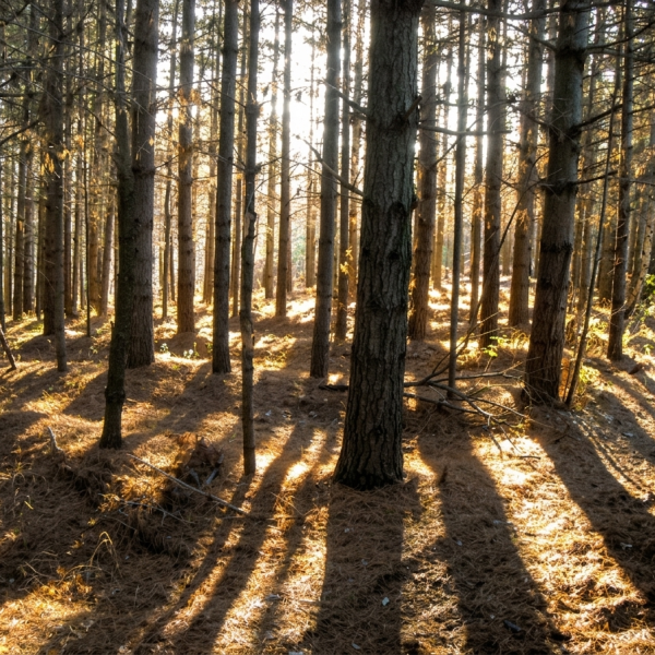 Bosco-Boschi-Parco-Pineta