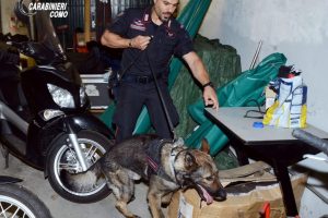 Cane-Antidroga-Carabinieri (1)