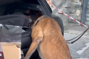 Cane-Antidroga-Finanza