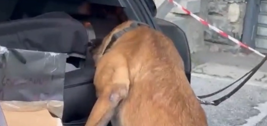 Cane-Antidroga-Finanza