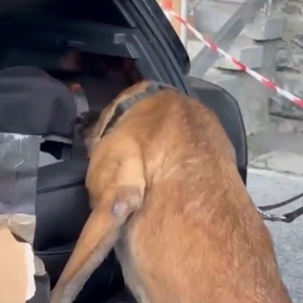 Cane-Antidroga-Finanza