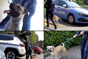 Cane-Salvato-Oipa-Milano-Combo