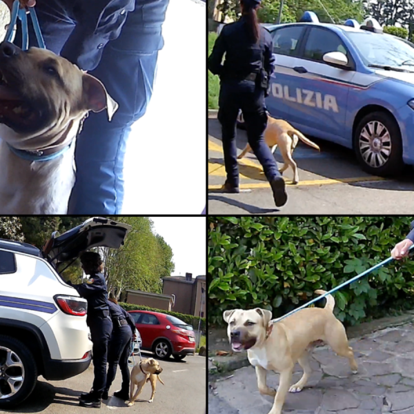 Cane-Salvato-Oipa-Milano-Combo