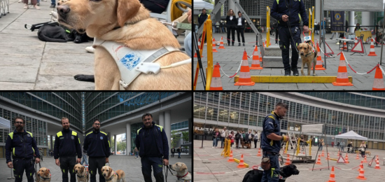 Cani-Guida-Lions-Regione-Lombardia-2