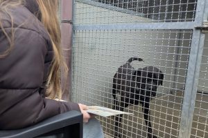 Canile-Erba-Sturn-Natale-1