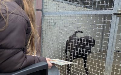 Canile-Erba-Sturn-Natale-1