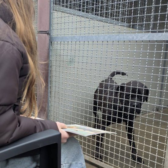 Canile-Erba-Sturn-Natale-1