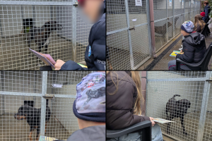 Canile-Erba-Sturn-Natale-Combo