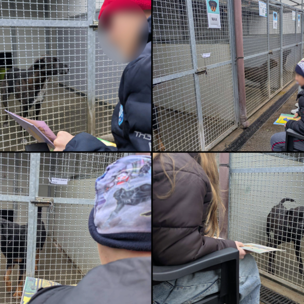 Canile-Erba-Sturn-Natale-Combo