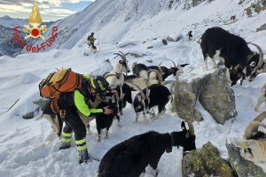 Capre-Dosso-Del-Liro-Vigili-Fuoco (1)