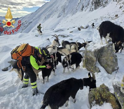 Capre-Dosso-Del-Liro-Vigili-Fuoco (1)