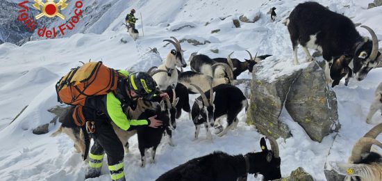 Capre-Dosso-Del-Liro-Vigili-Fuoco (1)
