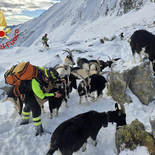 Capre-Dosso-Del-Liro-Vigili-Fuoco (1)