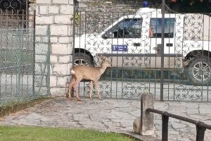 Capriolo-Grandola (3)