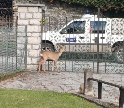 Capriolo-Grandola (3)