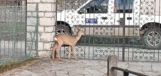 Capriolo-Grandola (3)