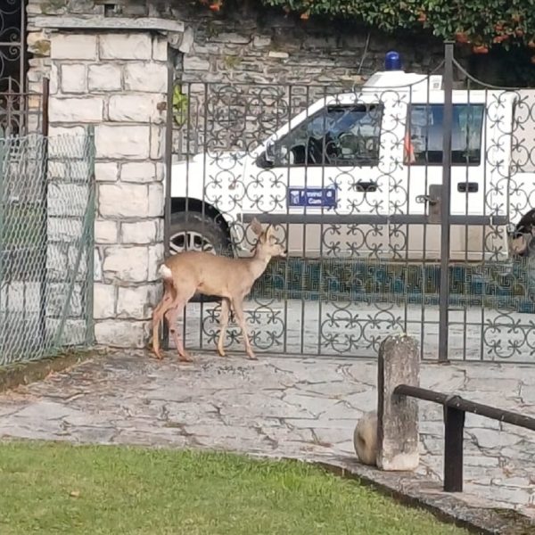 Capriolo-Grandola (3)