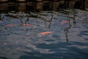 Carpe_lago_di_Como-5491