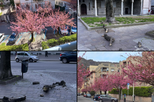 Ciliegi-Vento-Alberi-Combo