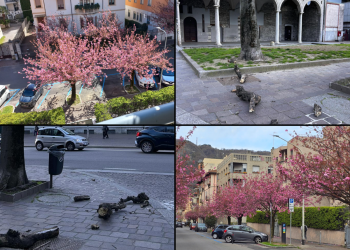 Ciliegi-Vento-Alberi-Combo