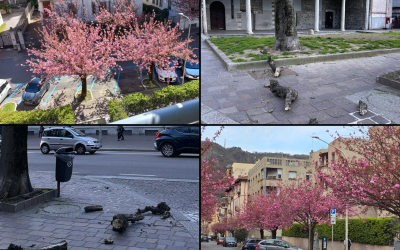 Ciliegi-Vento-Alberi-Combo