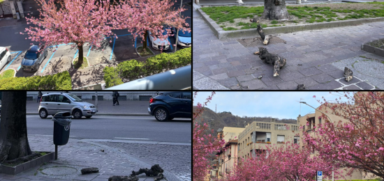 Ciliegi-Vento-Alberi-Combo