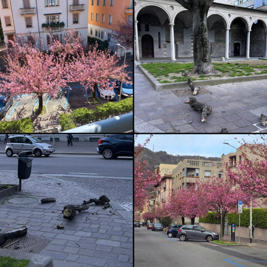 Ciliegi-Vento-Alberi-Combo